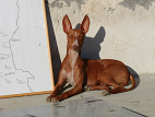 Cirneco Photo